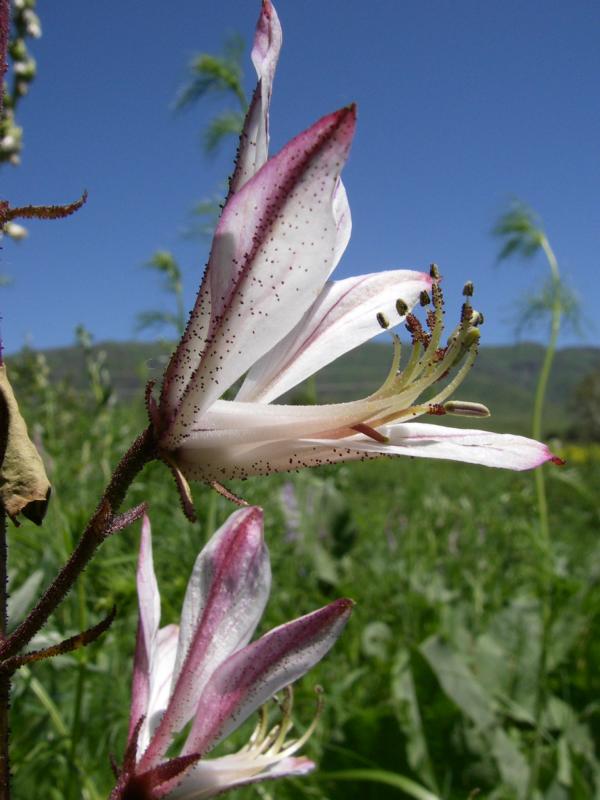 Изображение особи Dictamnus angustifolius.