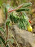 Onosma dichroantha. Верхушка побега с соцветием. Казахстан, Кызылординская обл., Жанакорганский р-н, предгорья хр. Каратау у пос. Кайнарбулак. 28.04.2011.