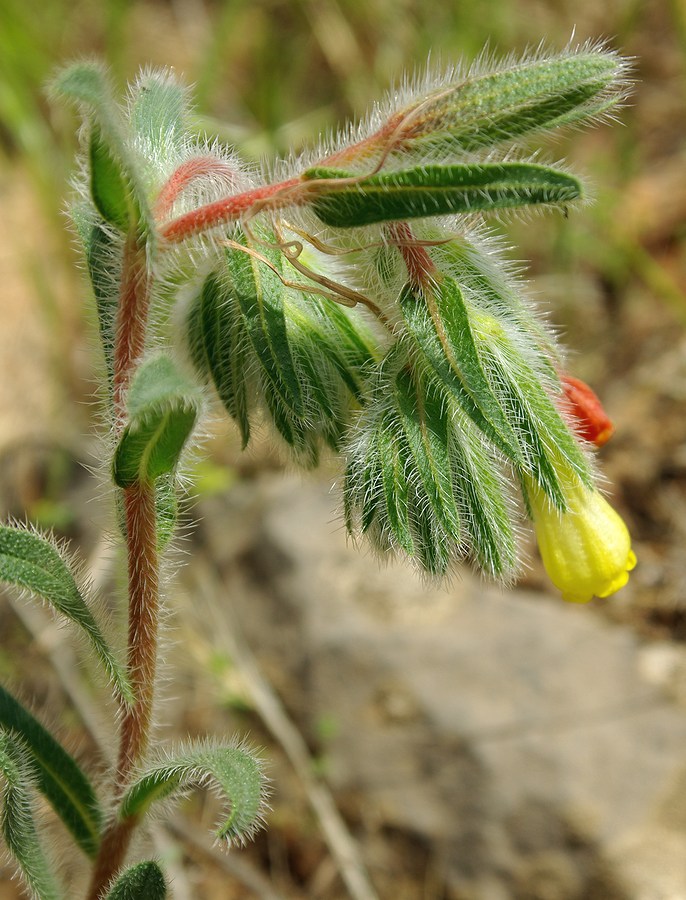 Image of Onosma dichroantha specimen.