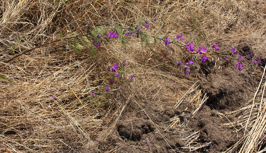 Image of Delphinium hispanicum specimen.