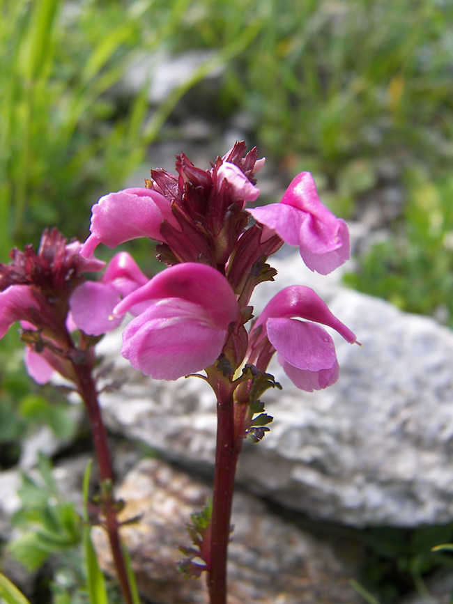 Изображение особи Pedicularis nordmanniana.