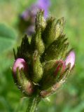 Astragalus agrestis