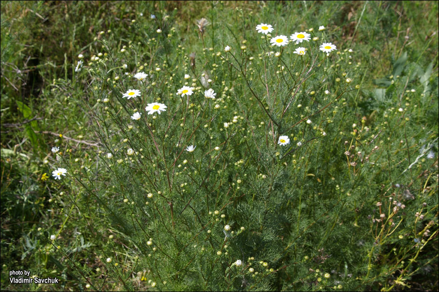 Изображение особи Tripleurospermum inodorum.