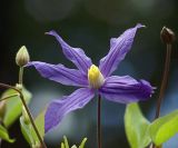 Clematis integrifolia. Цветок (сорт 'Сизая Птица' Бескаравайная 1970). Московская обл., дачный участок. 10.07.2007.