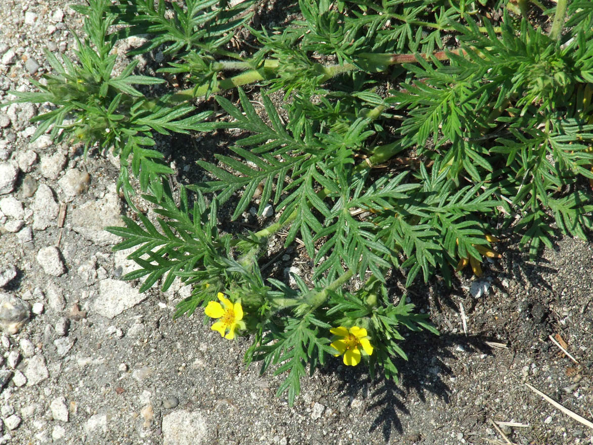 Изображение особи Potentilla tergemina.