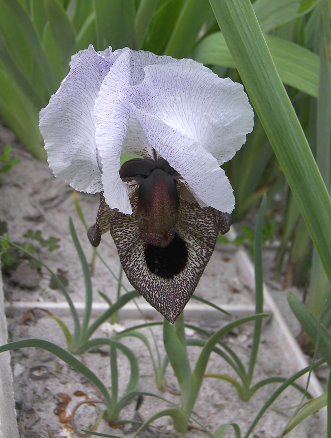 Изображение особи Iris iberica.