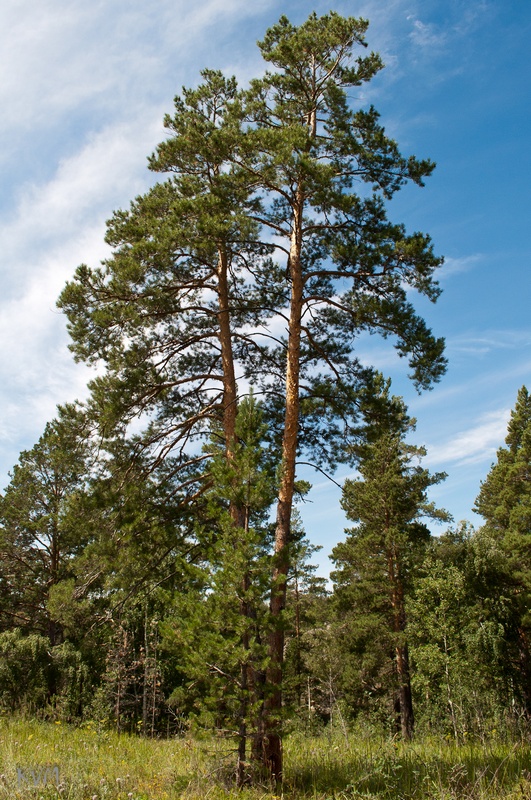 Изображение особи Pinus sylvestris.