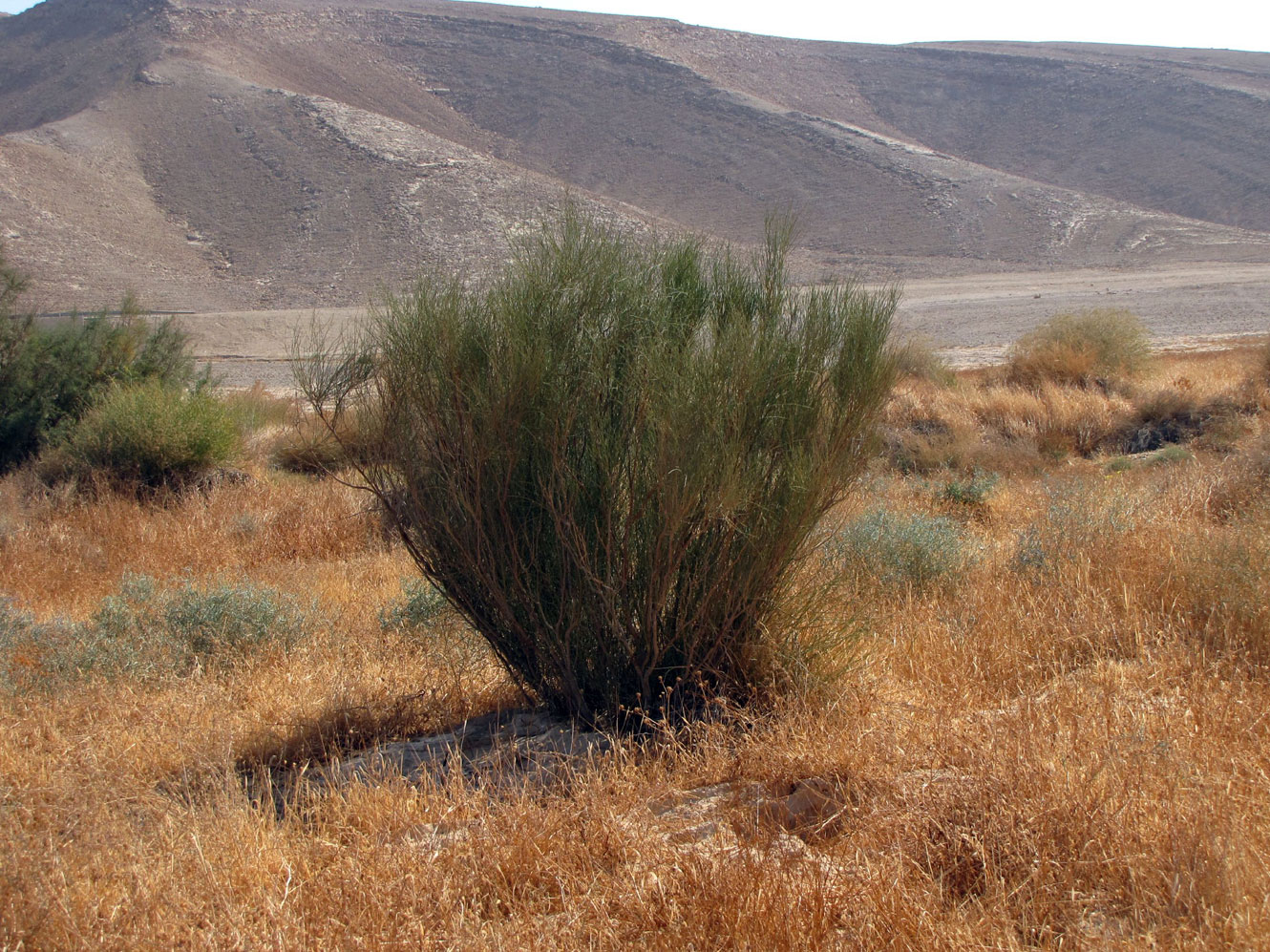Image of Retama raetam specimen.