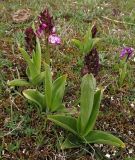 Orchis purpurea