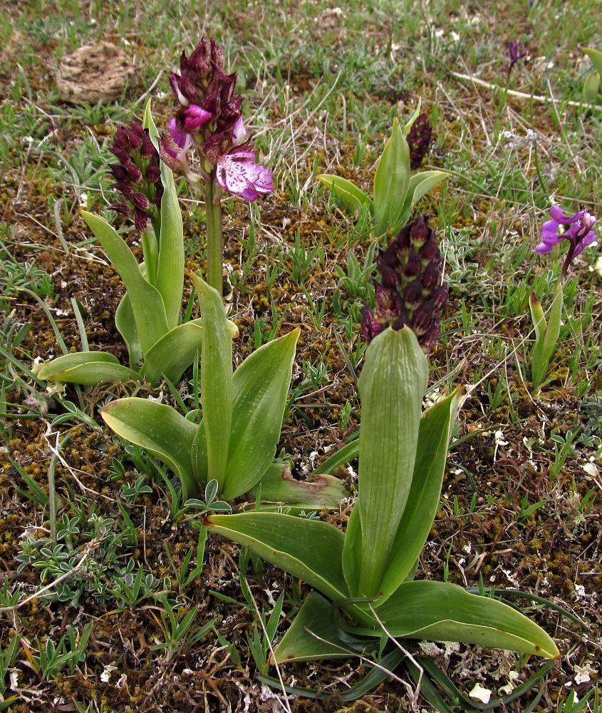 Изображение особи Orchis purpurea.