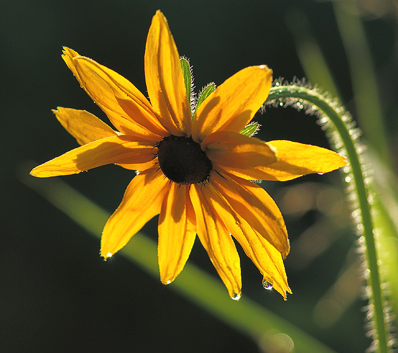 Image of Rudbeckia hirta specimen.