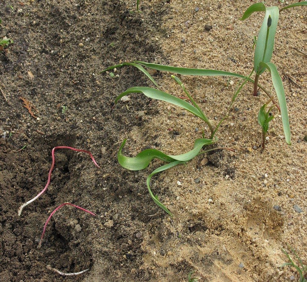 Image of Tulipa orthopoda specimen.