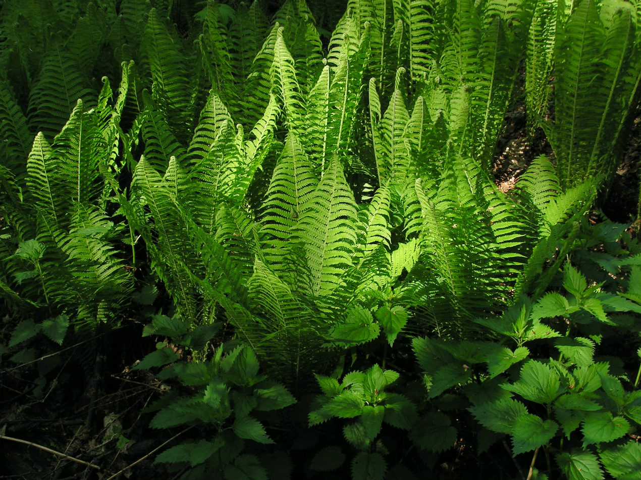 Image of Matteuccia struthiopteris specimen.