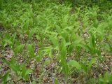 Polygonatum odoratum