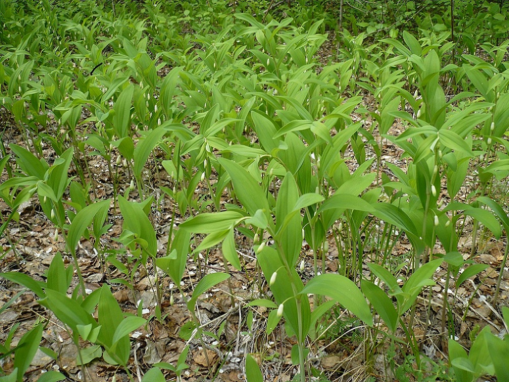 Image of Polygonatum odoratum specimen.