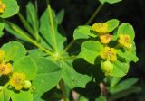 Euphorbia semivillosa. Часть соцветия. Татарстан, г. Бавлы. 06.06.2012.