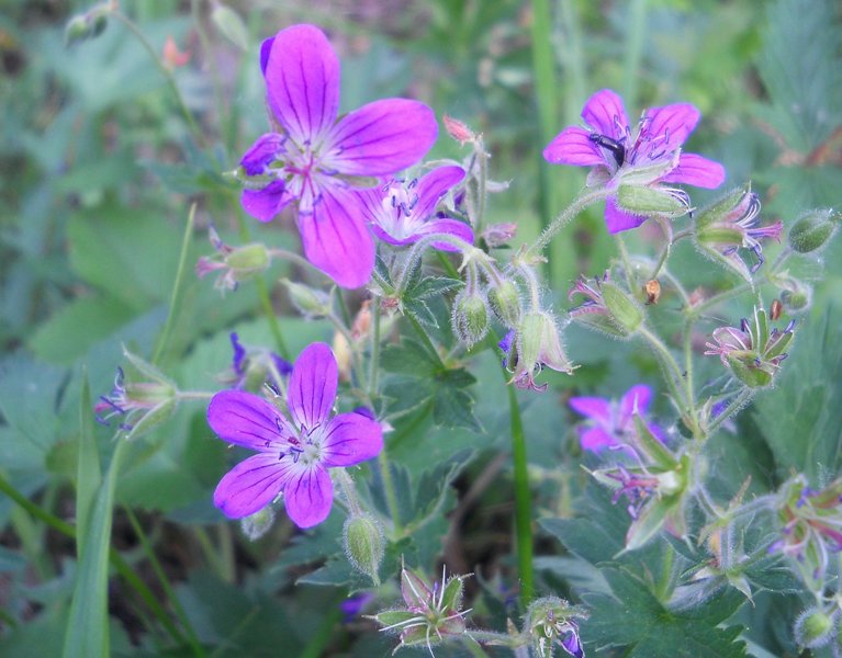 Image of Geranium sylvaticum specimen.