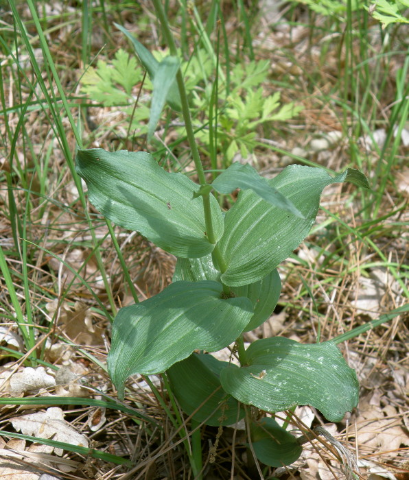 Image of Epipactis helleborine specimen.