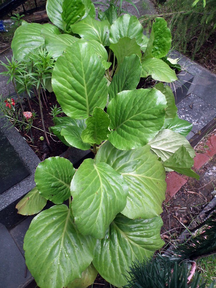 Image of Bergenia crassifolia specimen.