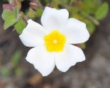 Cistus salviifolius