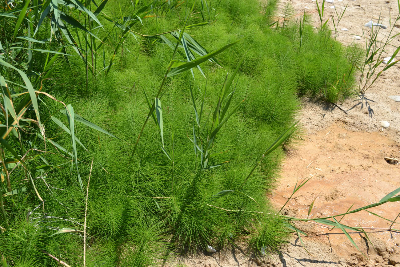 Изображение особи Equisetum telmateia.