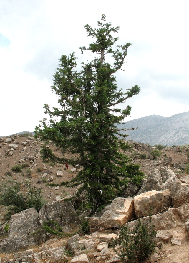 Image of Juniperus seravschanica specimen.