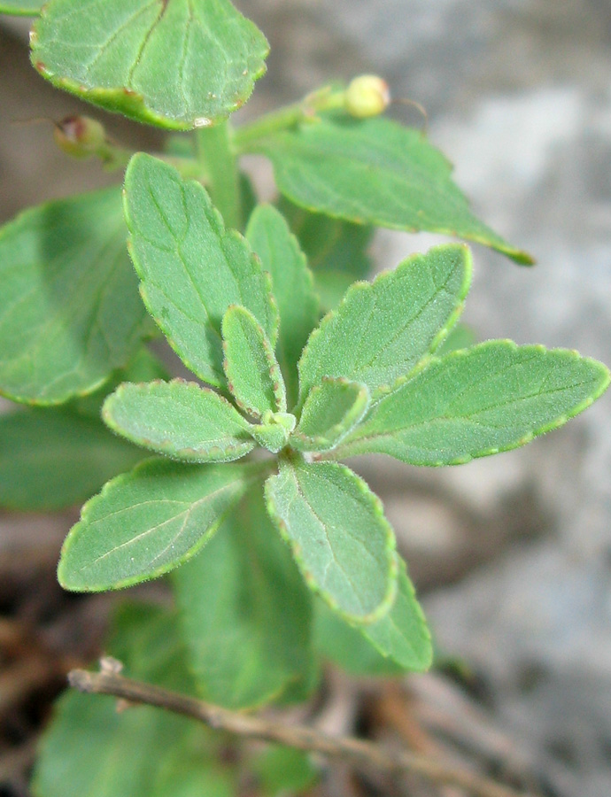 Изображение особи Scrophularia rupestris.