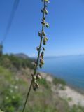 Melilotus tauricus