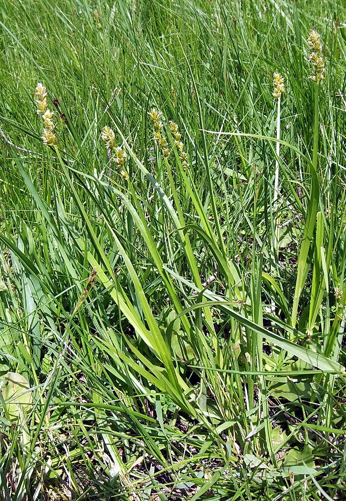 Изображение особи Carex vulpina.