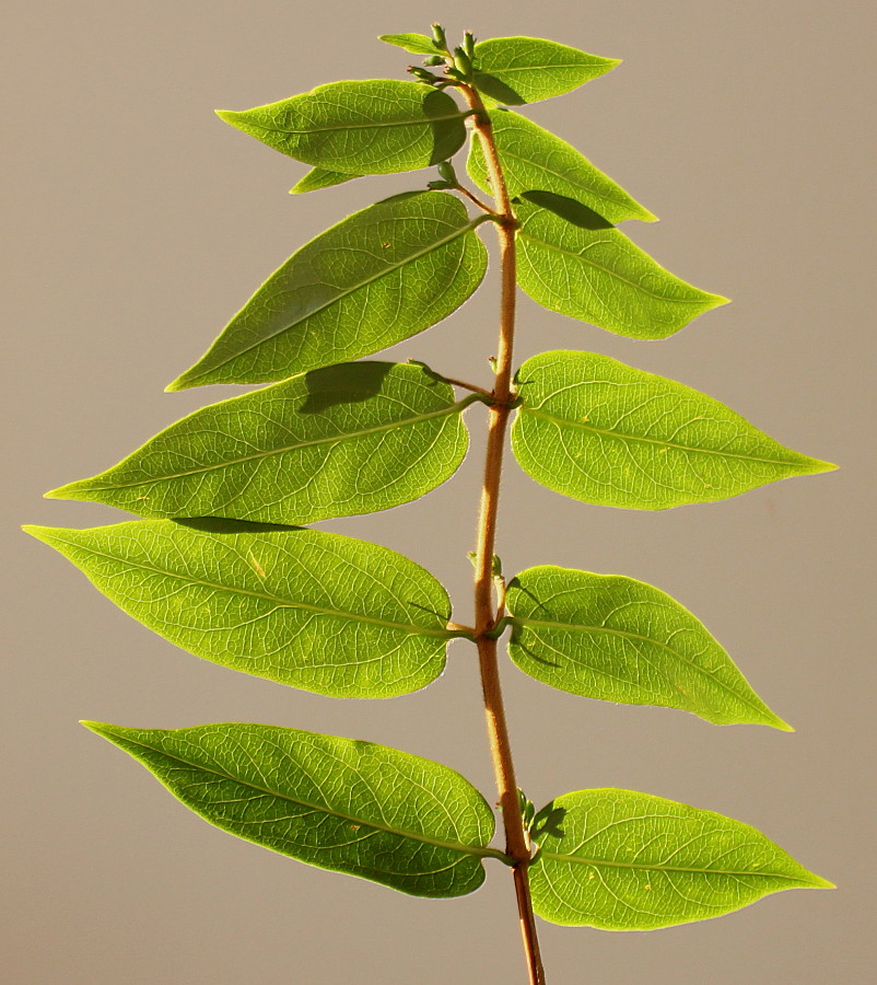 Image of Lonicera acuminata specimen.