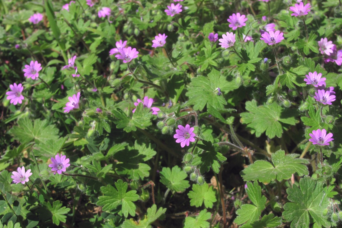 Image of Geranium molle specimen.