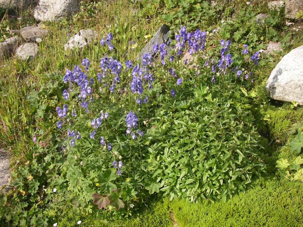 Image of Aconitum nemorum specimen.