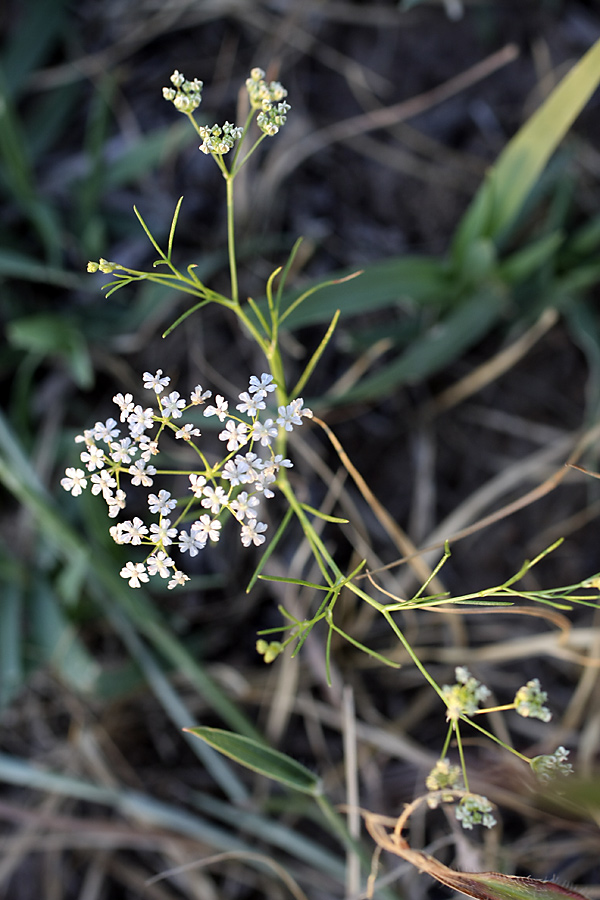 Изображение особи семейство Apiaceae.