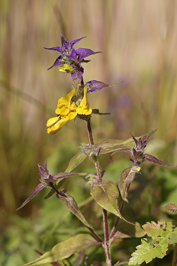 Изображение особи Melampyrum nemorosum.