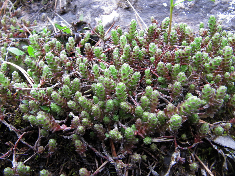 Изображение особи Sedum acre.