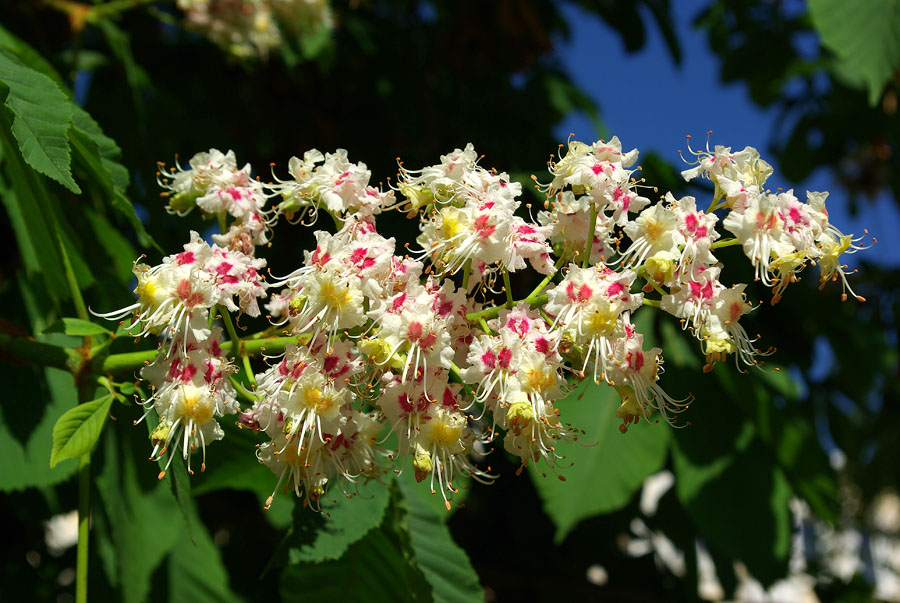 Изображение особи Aesculus hippocastanum.