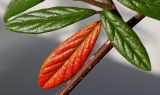 Cotoneaster salicifolius