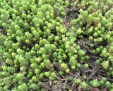 Sedum acre