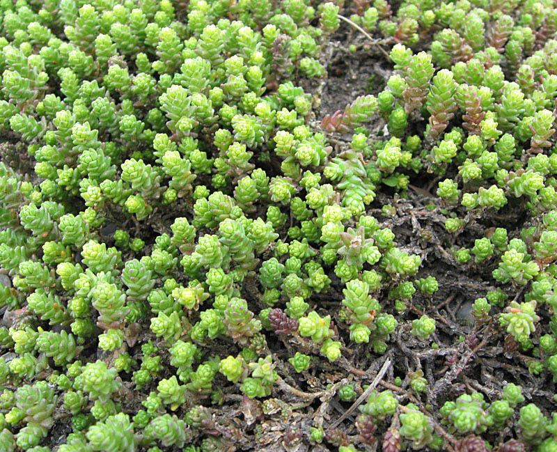 Image of Sedum acre specimen.