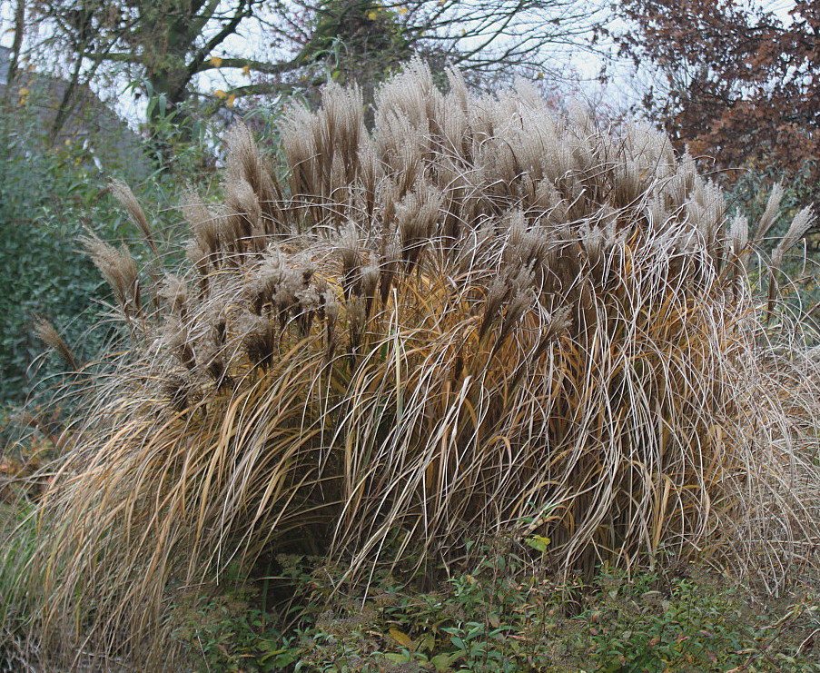 Изображение особи Miscanthus sinensis.