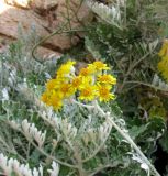 Senecio cineraria