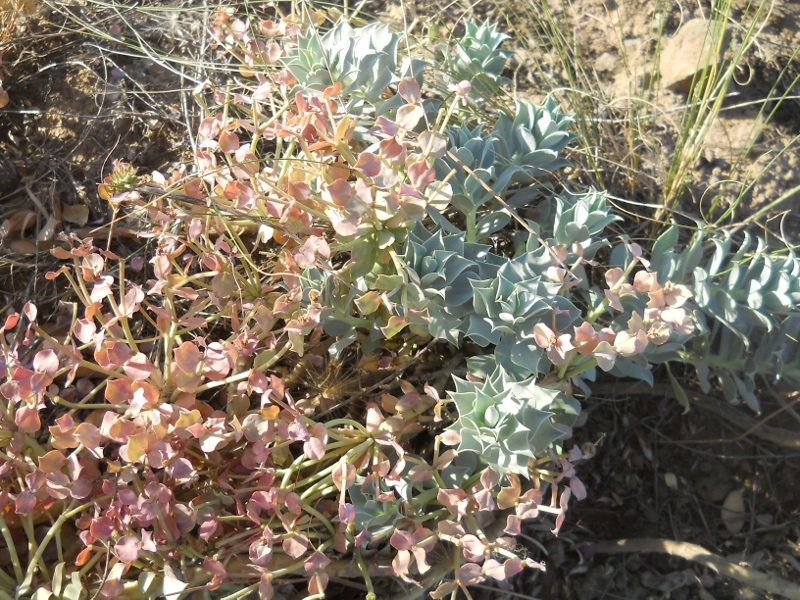 Изображение особи Euphorbia marschalliana.