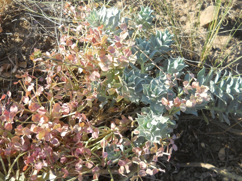 Image of Euphorbia marschalliana specimen.