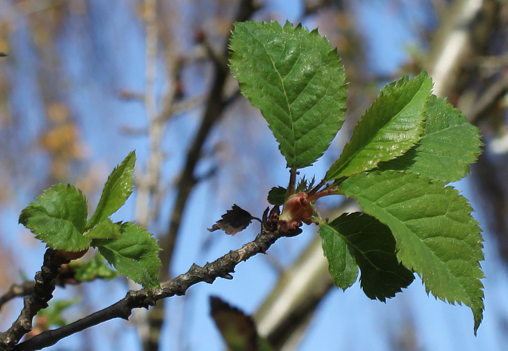 Изображение особи Prunus umbellata.