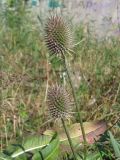 Dipsacus fullonum