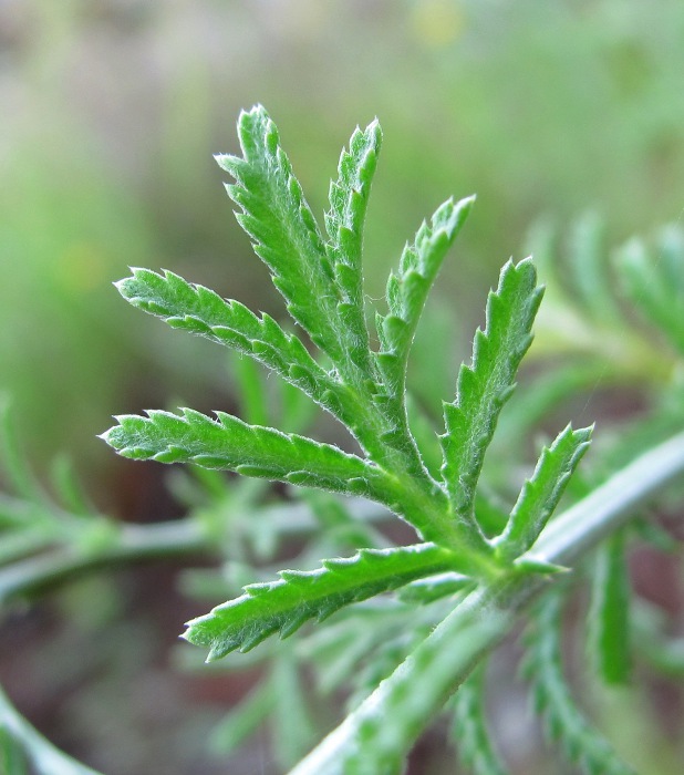 Image of Anthemis tinctoria specimen.
