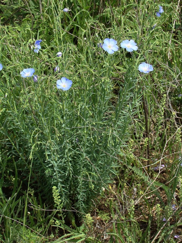 Изображение особи Linum austriacum.