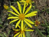 Senecio jacobaea. Соцветие. Украина, Запорожская обл., Запорожский р-н, недалеко от пруда возле с. Малышевка. 09.09.2009.