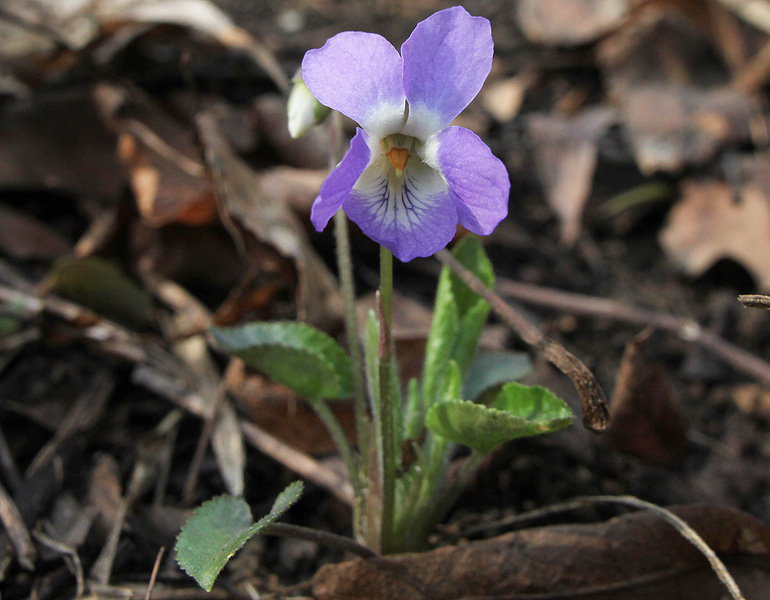 Image of Viola mirabilis specimen.