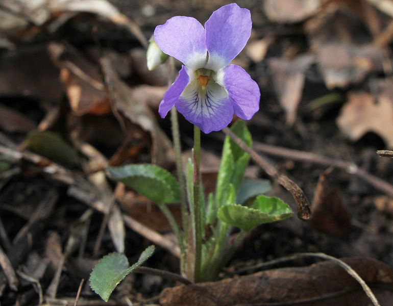 Изображение особи Viola mirabilis.